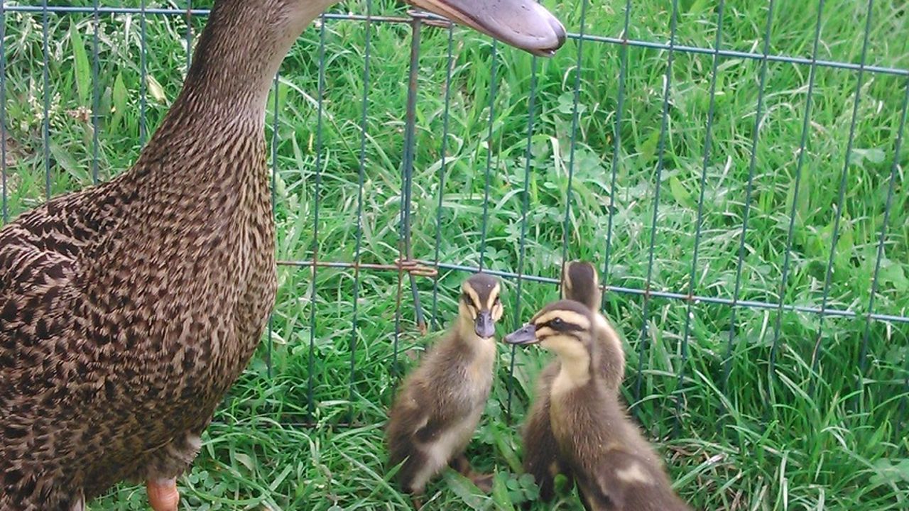 Unsere drolligen Laufenten Unsere drolligen Laufenten